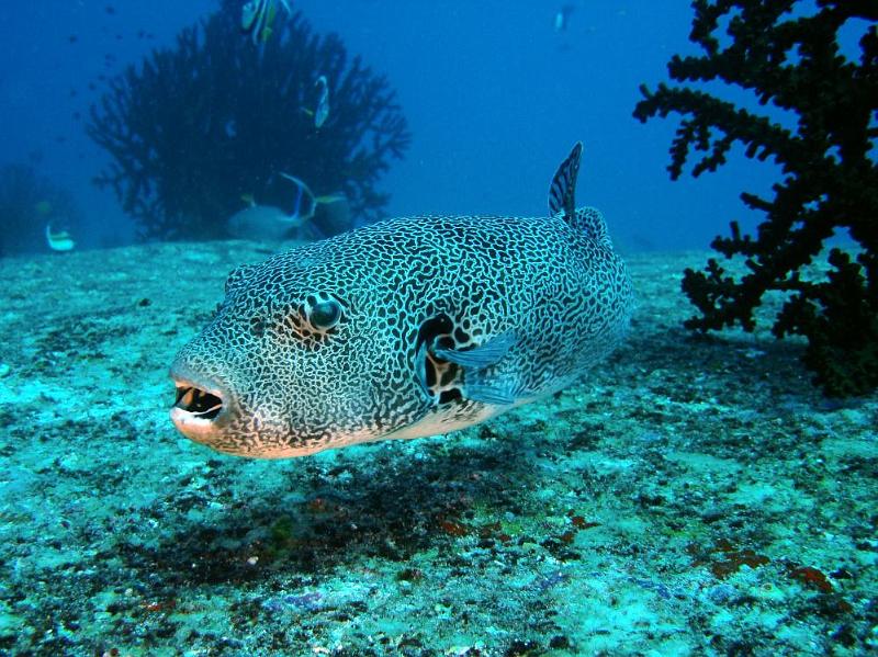 SIMILAN NOV 2008 .PHOTO LORAN (268).JPG